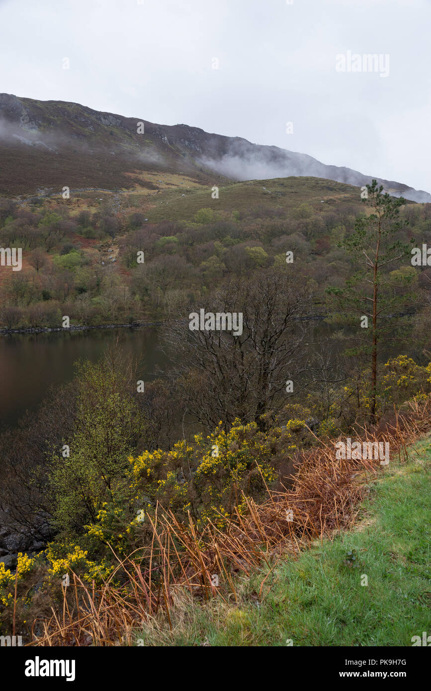 Journée de printemps pluvieux à Llyn Crafnant près de Wrexham, Snowdonia dans le Nord du Pays de Galles. Banque D'Images