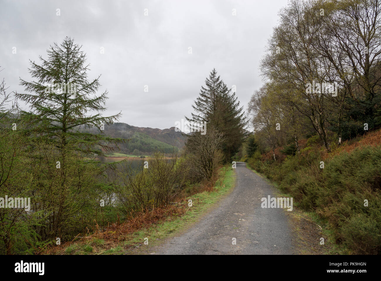 Journée de printemps pluvieux à Llyn Crafnant près de Wrexham, Snowdonia dans le Nord du Pays de Galles. Sentier à travers la forêt à côté du lac. Banque D'Images