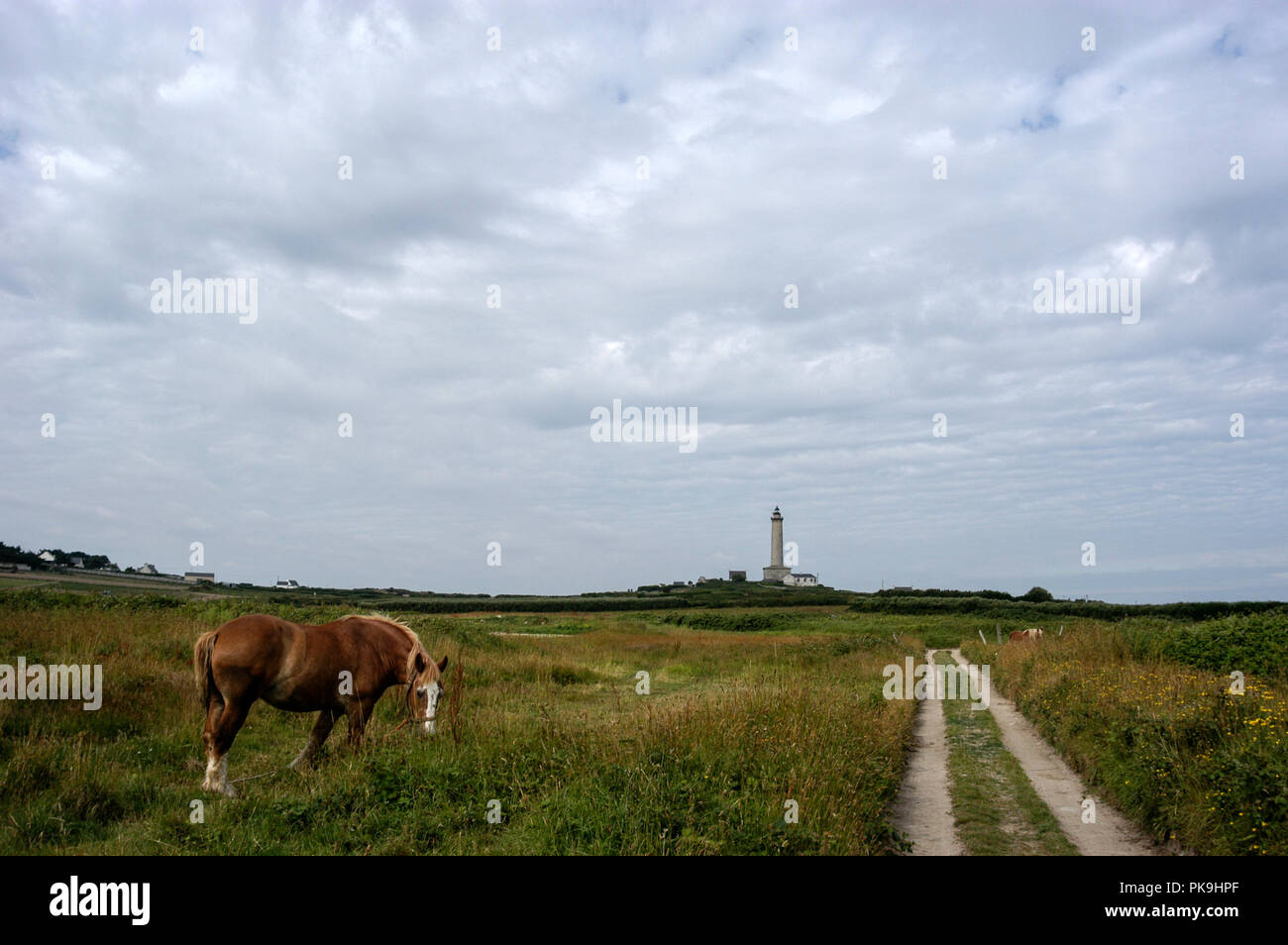 Un cheval paissant dans un champ sur l'Ile de Batz, situé à deux milles au large de Roscoff, sur la côte de Bretagne nord ouest de la France et à 15 minutes en bateau Banque D'Images