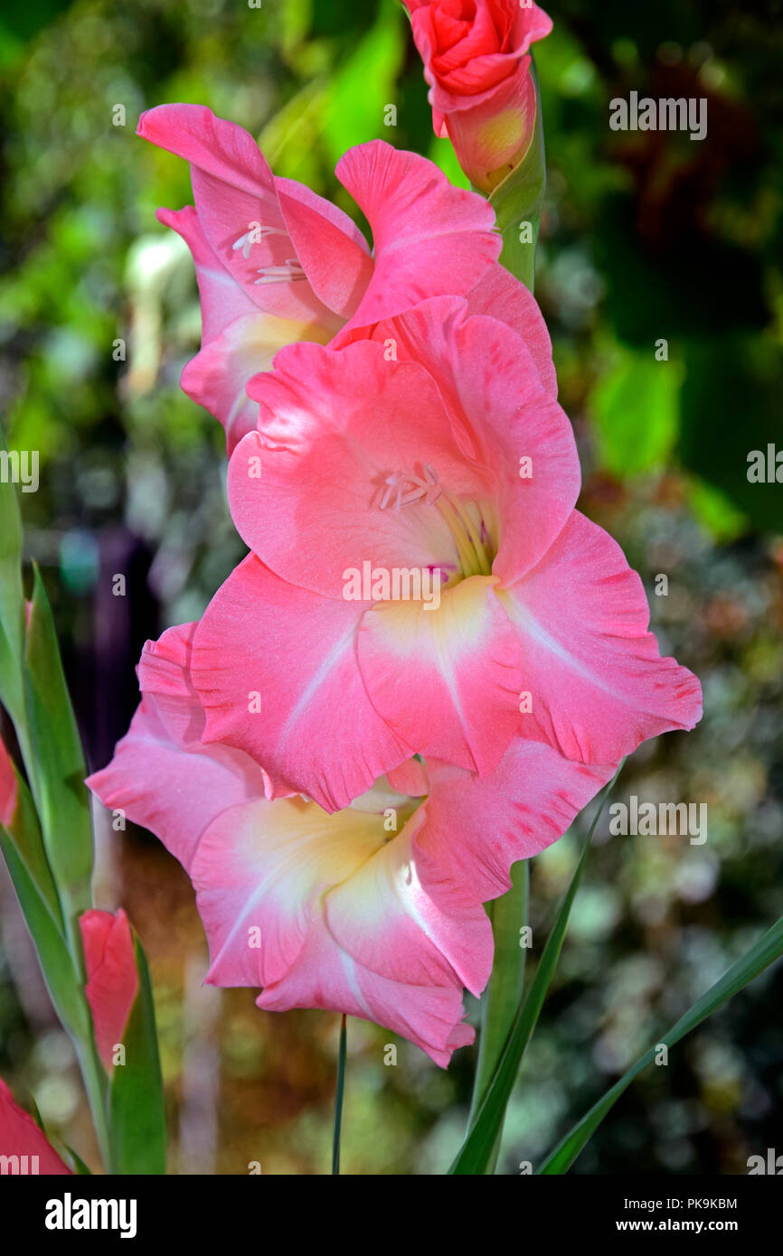 Grappe de fleurs sword lily rose à différents stades de floraison, latéral vue rapprochée avec fond vert Banque D'Images