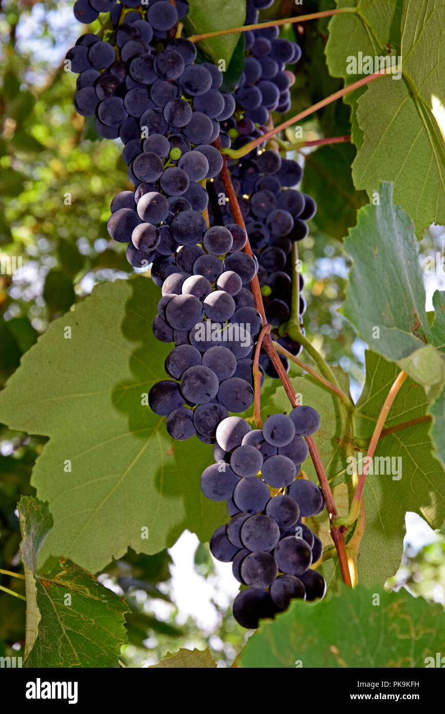 Les grappes de raisin amur dense, avec des baies violet foncé en vue rapprochée Banque D'Images