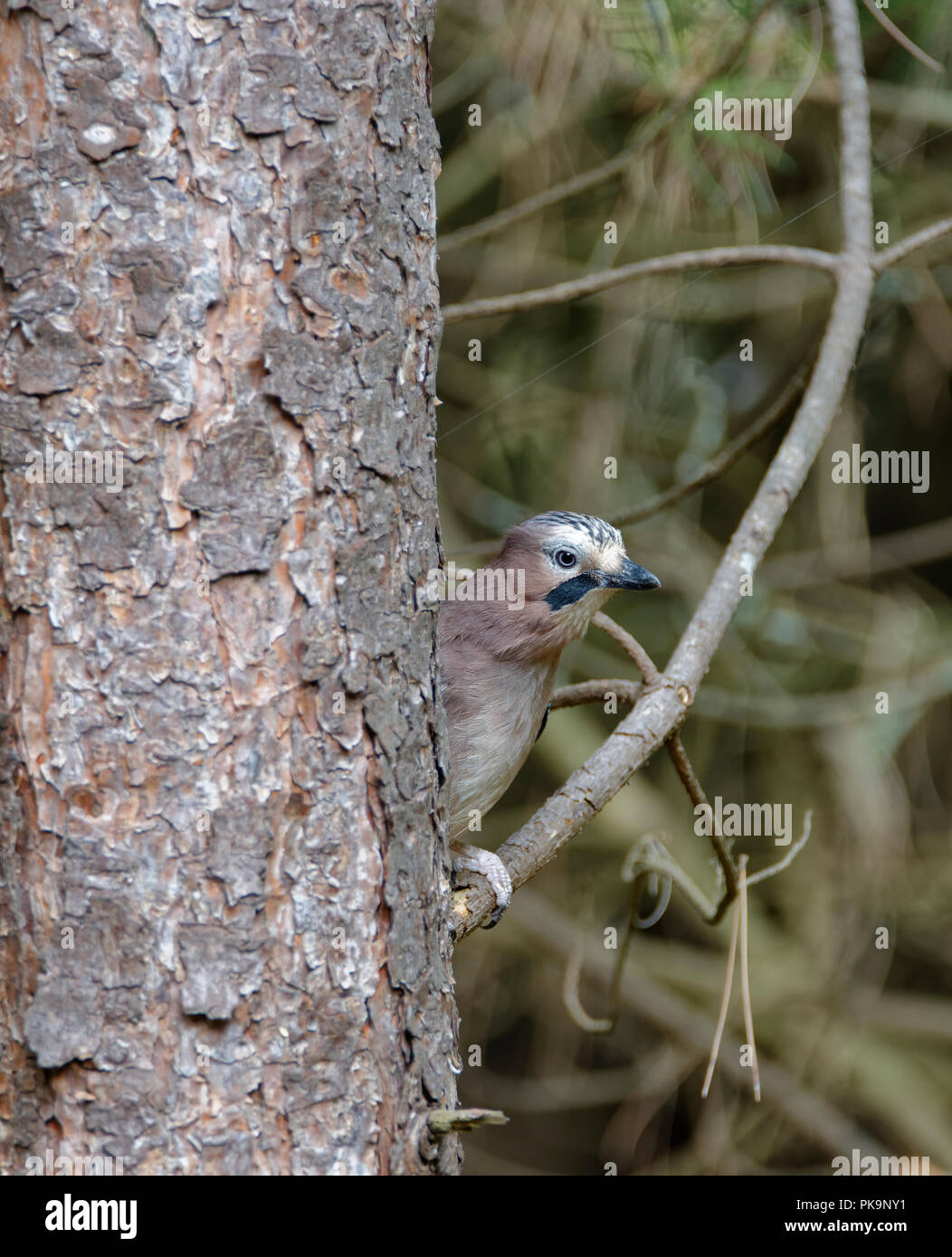 Eurasian Jay - Garrulus glandarius en Sapin Banque D'Images