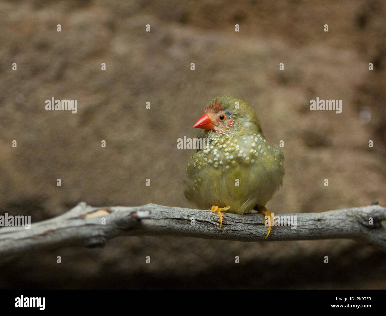 Une star finch au National Aquarium in Baltimore peeks au visiteurs. L'oiseau et bien d'autres occupent l'exposition intitulée "Animal Planète Australla : Banque D'Images