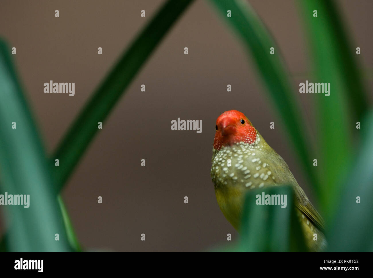 Une star finch au National Aquarium in Baltimore peeks au visiteurs. L'oiseau et bien d'autres occupent l'exposition intitulée "Animal Planète Australla : Banque D'Images