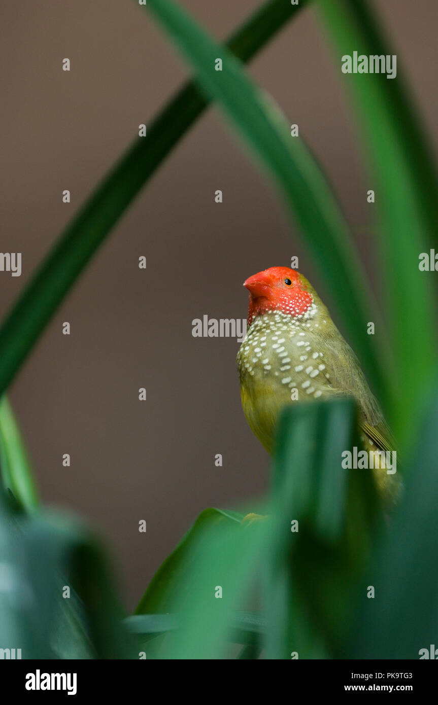 Une star finch au National Aquarium in Baltimore peeks au visiteurs. L'oiseau et bien d'autres occupent l'exposition intitulée "Animal Planète Australla : Banque D'Images