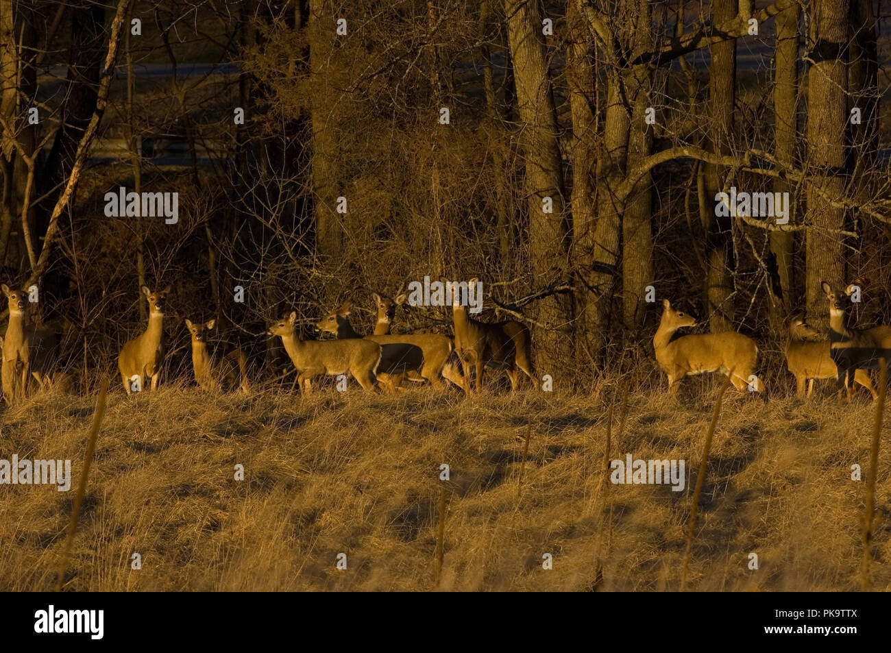 Cerf de Virginie Odocoileus virginianus : : Banque D'Images