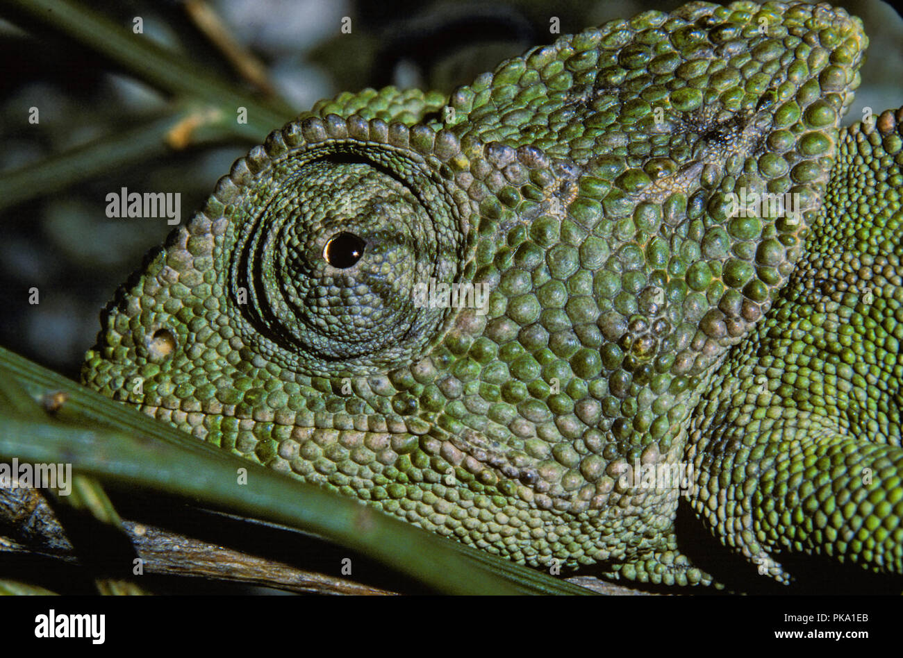 Caméléon commun (Chamaeleo Chameleon ou méditerranéen chamaeleon) sur une branche de pin. Le sud de l'Espagne. L'Europe. Banque D'Images