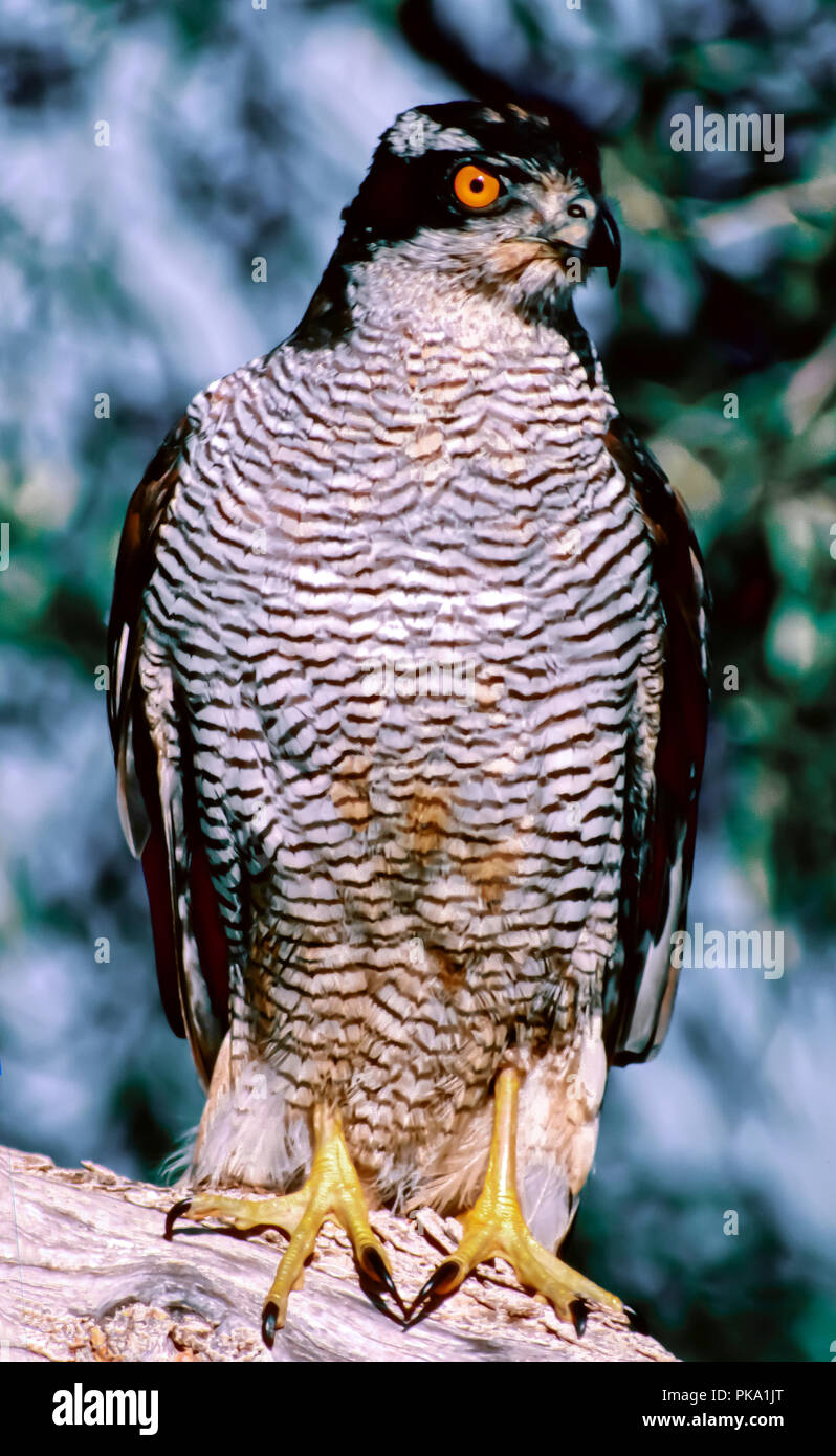 L'Autour des palombes (Accipiter gentilis). Le sud de l'Espagne. L'Europe Banque D'Images