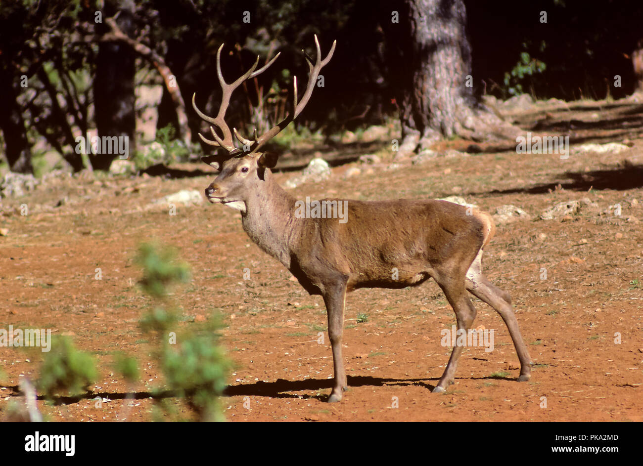 Un Red Deer. Sierras de Cazorla, Segura y Las Villas Parc Naturel. Jaen province. Région de l'Andalousie. L'Espagne. L'Europe Banque D'Images