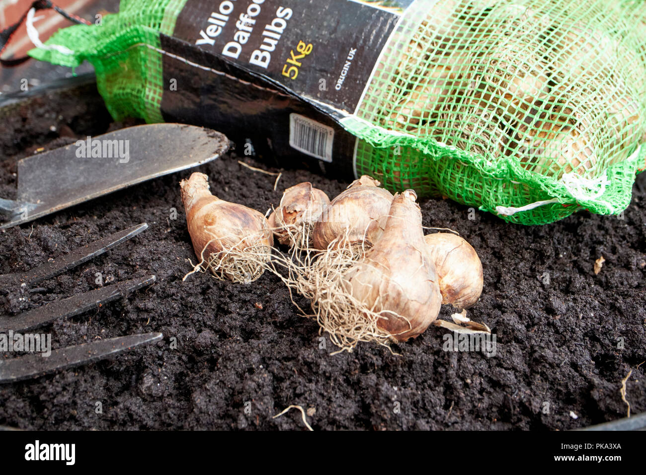 La plantation de bulbes de jonquilles fleurissent au printemps à l'automne dans un jardin au Royaume-Uni Banque D'Images
