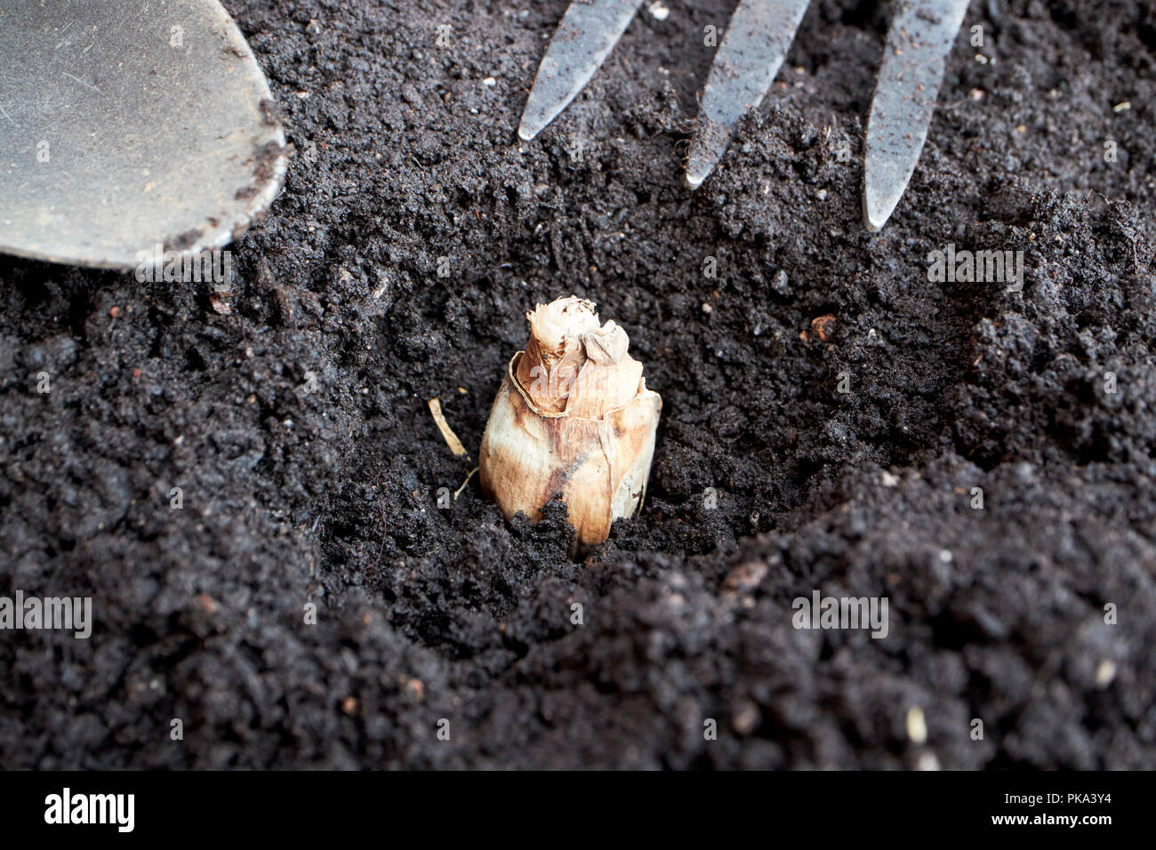 La plantation de bulbes de jonquilles fleurissent au printemps à l'automne dans un jardin au Royaume-Uni Banque D'Images