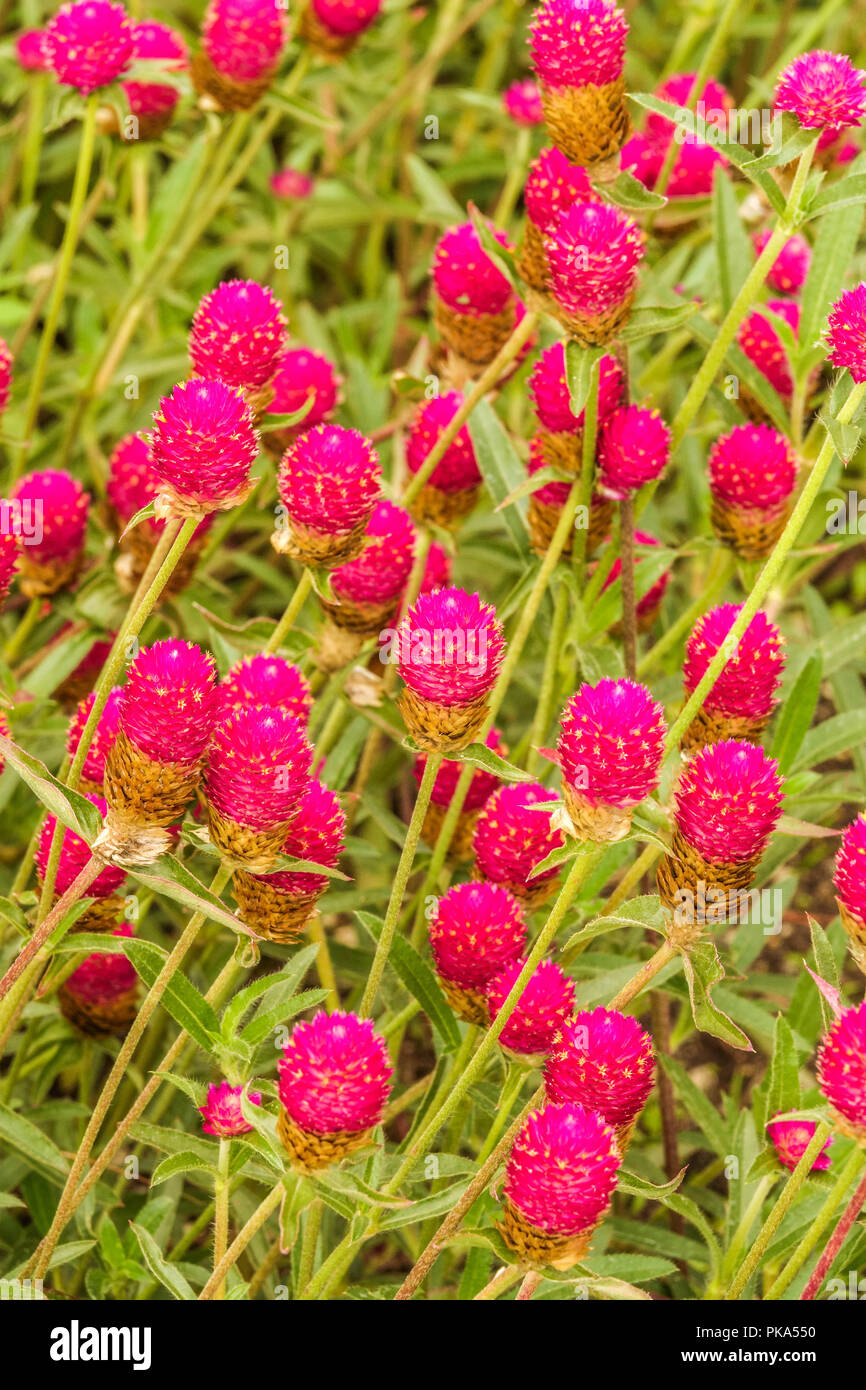 Gomphrena haageana, ' Carmine ' Banque D'Images