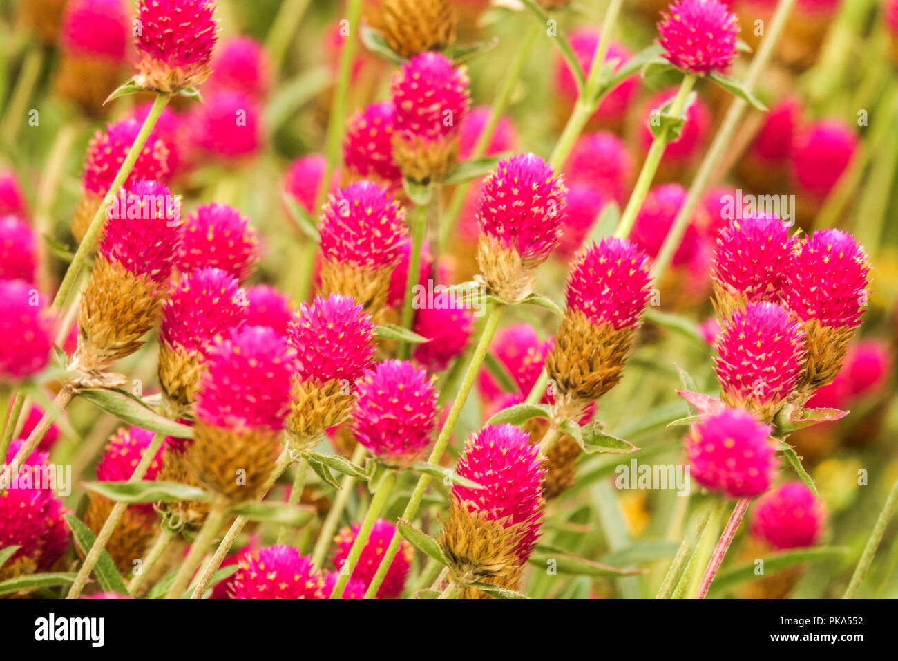 Gomphrena haageana, groupe ' Carmine ' Banque D'Images