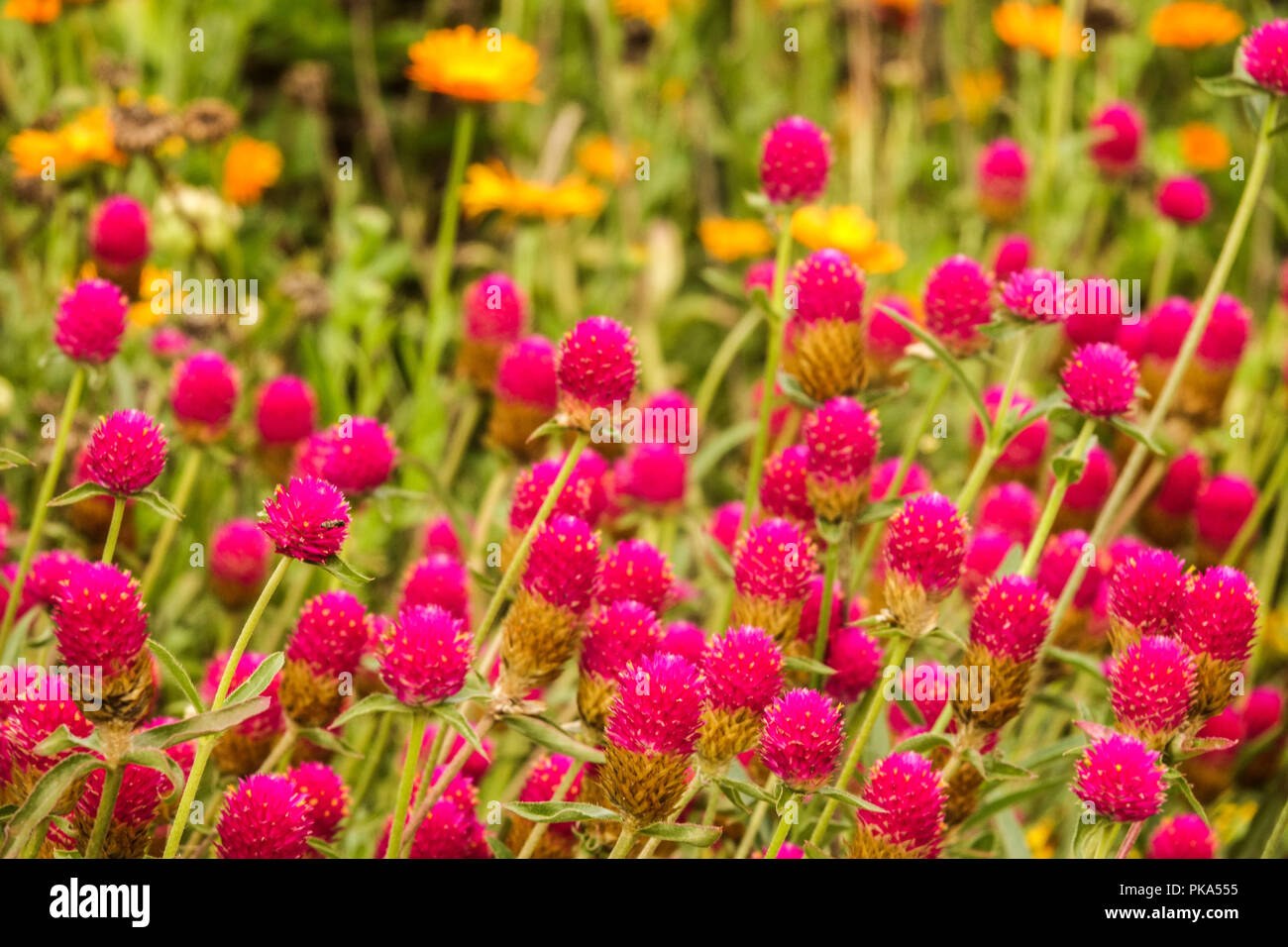 Gomphrena haageana, ' Carmine ' Banque D'Images