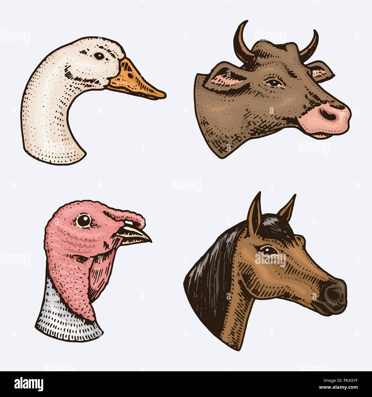 Les animaux de ferme et les oiseaux. Chef d'une branche de la Turquie gander vache. Logos ou emblèmes de pancarte. Ensemble d'icônes pour le menu. gravés à la main dans de vieux sketch vintage style. Illustration de Vecteur