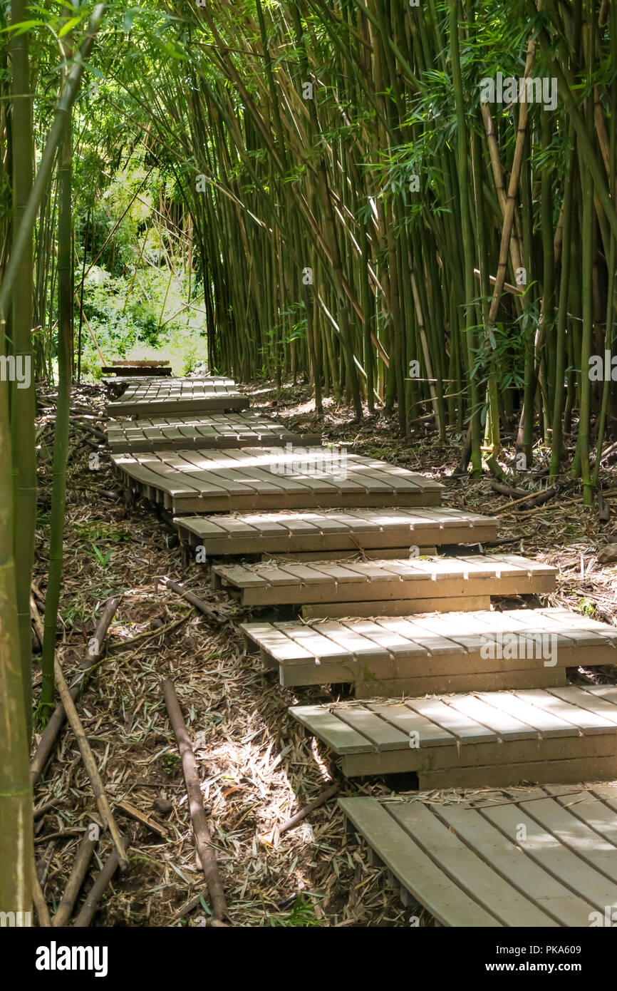 L'emblématique de trottoirs de la piste comme il Pipiwai couper à travers les denses forêts de bambou vert de Haleakala National Park sur l'île de Maui, Hawaii Banque D'Images