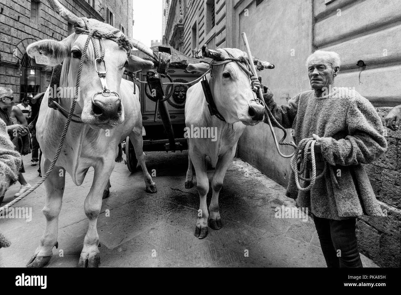 L 'traditionnels' sont des boeufs blancs ont défilé dans les rues de Sienne, le Palio di Siena, Sienne, Italie Banque D'Images