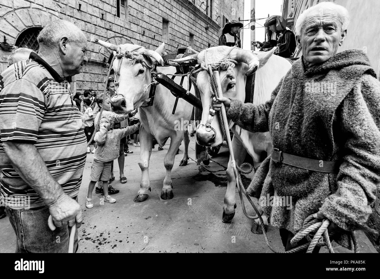 L 'traditionnels' sont des boeufs blancs ont défilé dans les rues de Sienne, le Palio di Siena, Sienne, Italie Banque D'Images