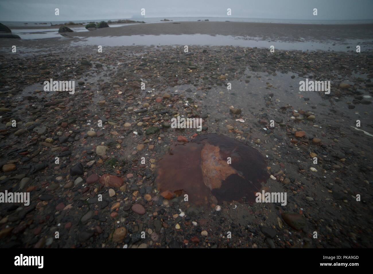Méduses rouges lavées sur une plage de sable dans le ROYAUME-UNI Banque D'Images