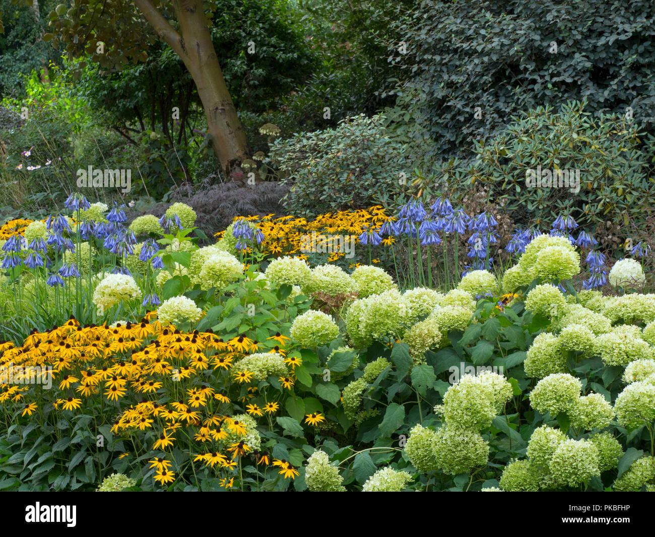 L'agapanthus bleu Hortensia arborescens Loch hope,or,et Rudbeckia sturm dans woodland garden Banque D'Images