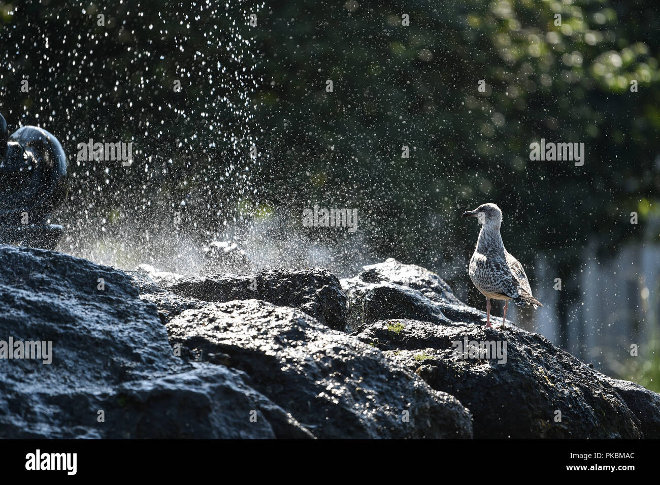 Les mouettes à l'Old Steine Brighton fontaine en photographie prise par Simon Dack Banque D'Images