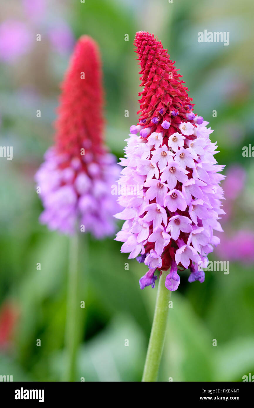 Close-up de Primula vialii primevère du flacon, en fleurs Banque D'Images