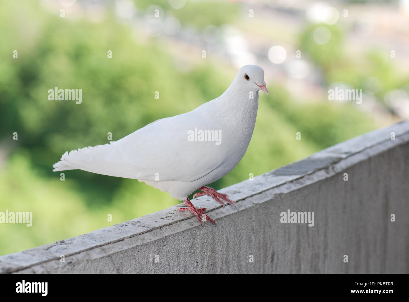 Fier pigeon blanc sur un balcon sur l'arrière-plan flou de la rue verte Banque D'Images