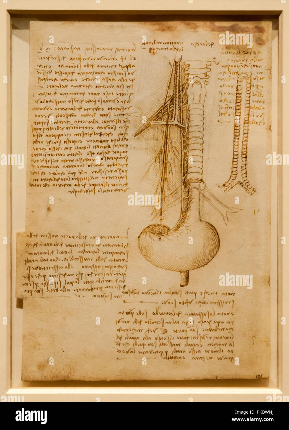 Leonardo da Vinci en matière de dessin anatomique de la colonne vertébrale au Queen's Gallery, Londres, Angleterre, Royaume-Uni Banque D'Images