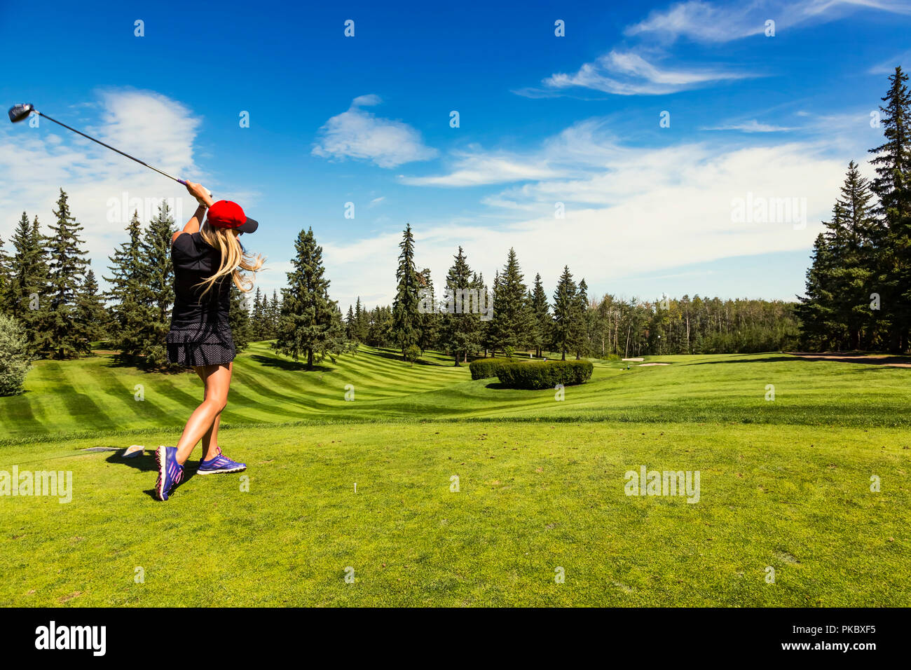 Un golfeur féminin au volant d'une balle de golf vers le bas l'herbe verte d'un terrain de golf avec son chauffeur et la balle en l'air ; Edmonton, Alberta, Canada Banque D'Images