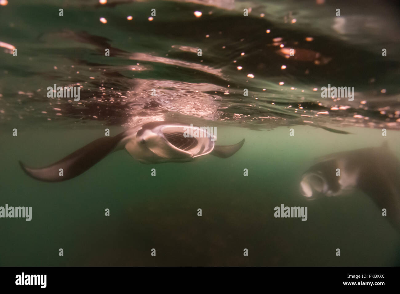 Plongée avec des raies manta dans l'eau riche de Hiva Oa, Marquises, Polynésie Française Banque D'Images