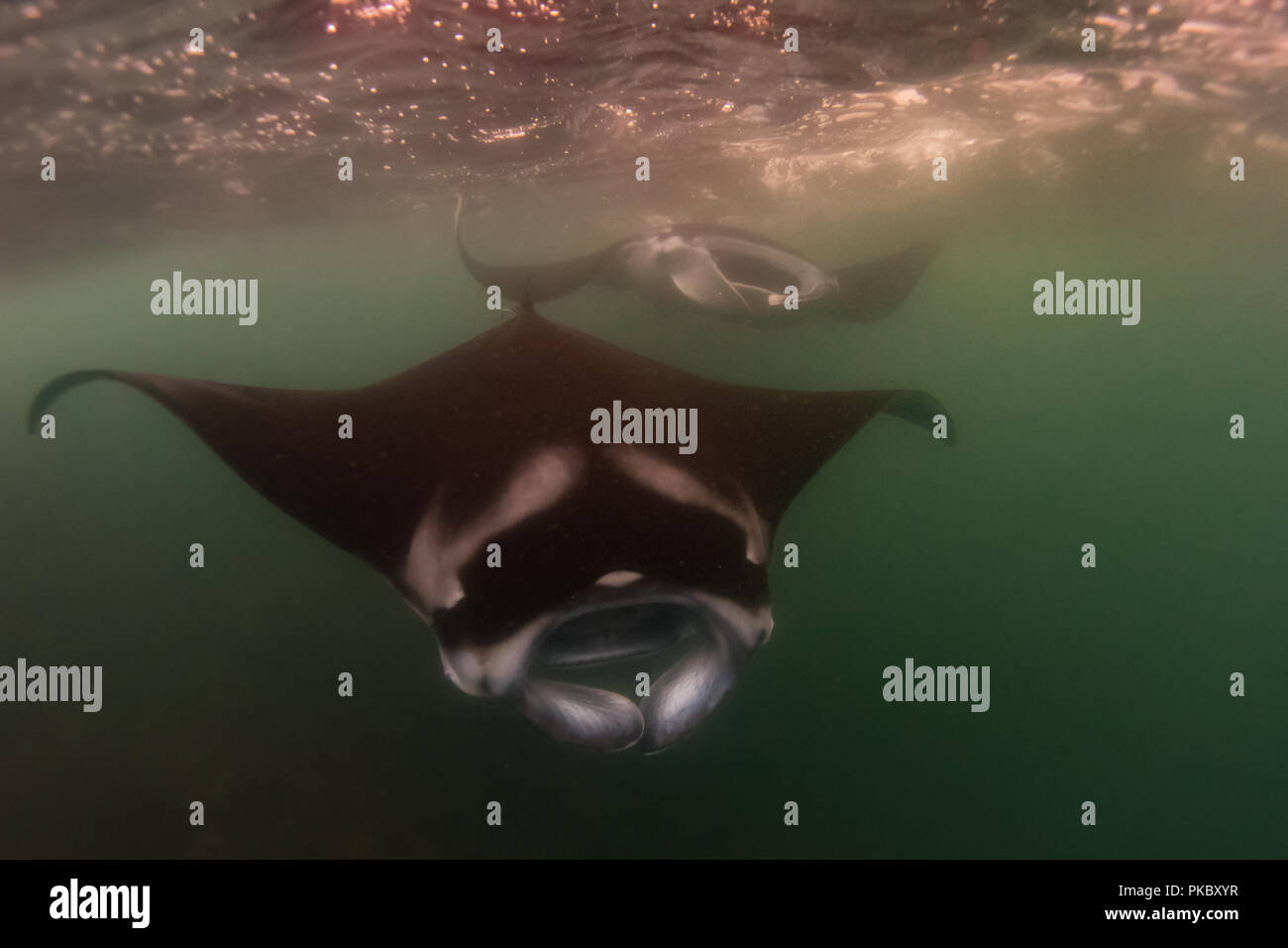 Plongée avec des raies manta dans l'eau riche de Hiva Oa, Marquises, Polynésie Française Banque D'Images