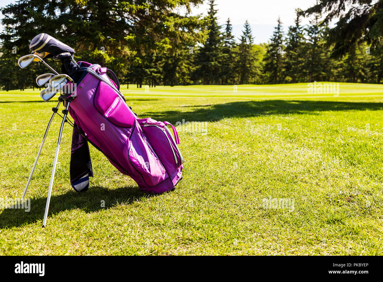 Un sac de golf rose avec un ensemble de clubs de golf sur l'herbe verte d'un terrain de golf ; Edmonton, Alberta, Canada Banque D'Images
