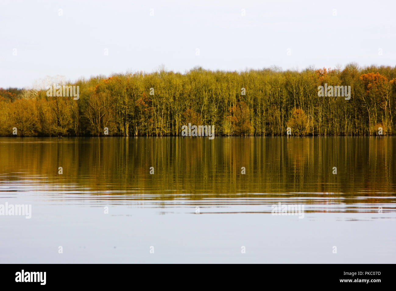 Bois et arbres dans les champs inondés en automne, dans Lonjsko Polje, Croatie Banque D'Images