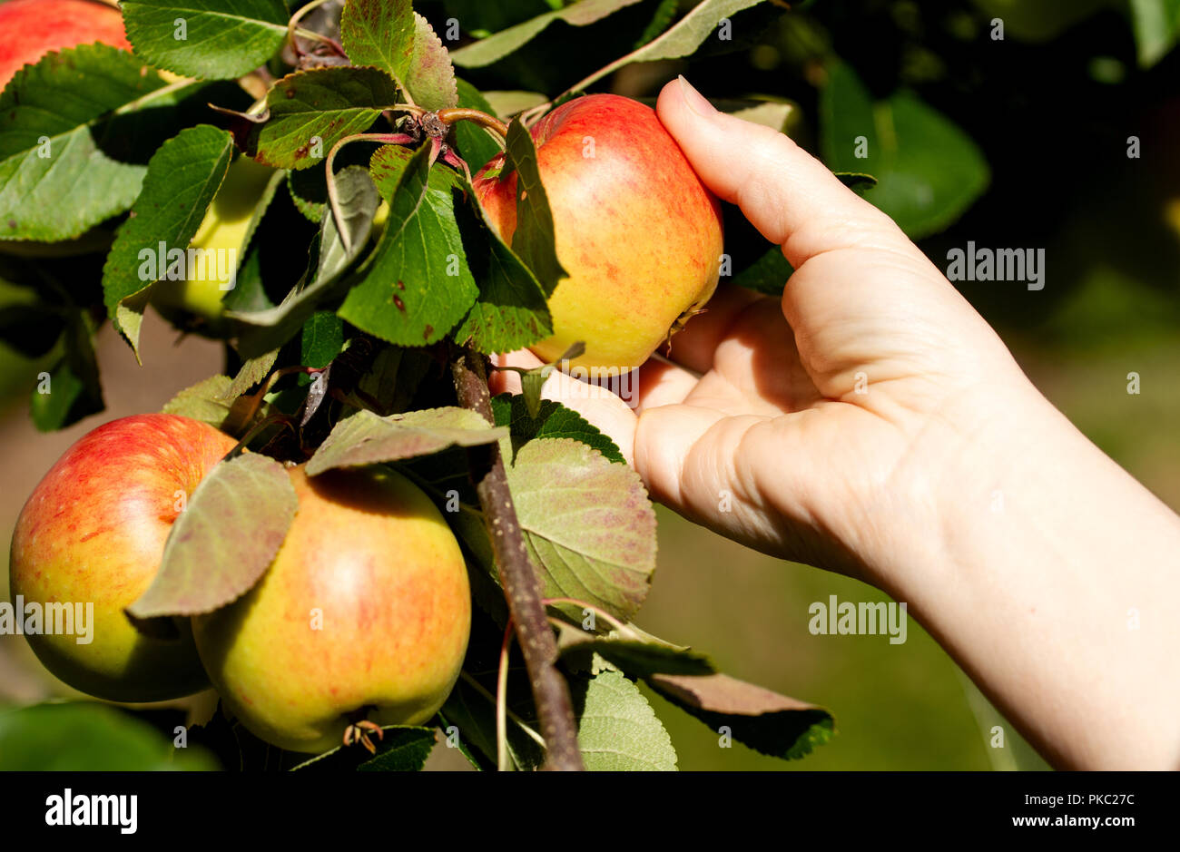 Tayside, Dundee, Ecosse, Royaume-Uni. 12 Septembre, 2018. Météo France : le beau temps se poursuit avec des températures qui atteignent 16º Celsius. Une femme est la récolte des pommes à l'intérieur de James pleure son jardin à Dundee en Écosse. Credit : Dundee Photographics / Alamy Live News Banque D'Images