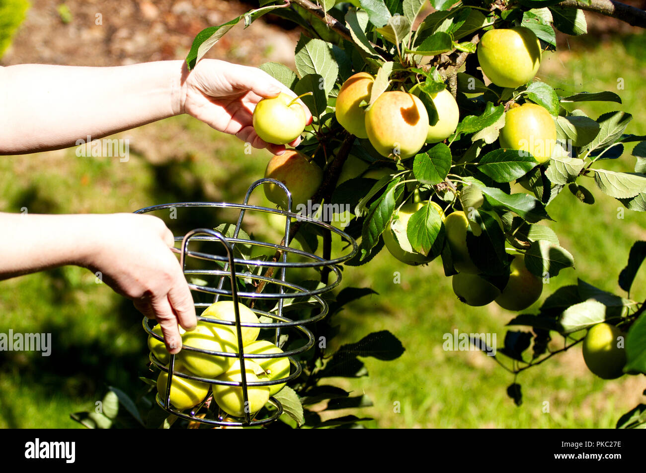 Tayside, Dundee, Ecosse, Royaume-Uni. 12 Septembre, 2018. Météo France : le beau temps se poursuit avec des températures qui atteignent 16º Celsius. Une femme est la récolte des pommes à l'intérieur de James pleure son jardin à Dundee en Écosse. Credit : Dundee Photographics / Alamy Live News Banque D'Images