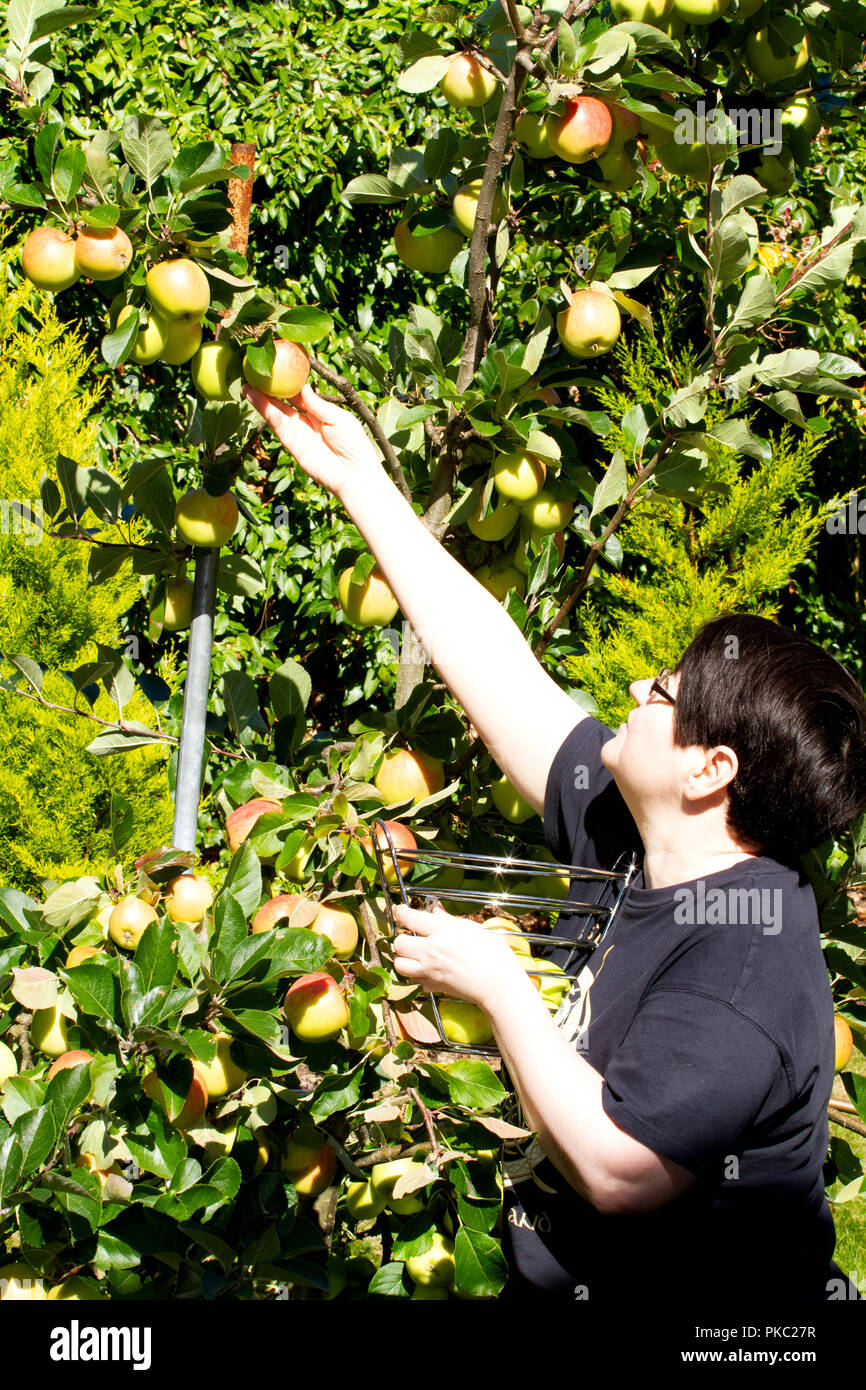 Tayside, Dundee, Ecosse, Royaume-Uni. 12 Septembre, 2018. Météo France : le beau temps se poursuit avec des températures qui atteignent 16º Celsius. Une femme est la récolte des pommes à l'intérieur de James pleure son jardin à Dundee en Écosse. Credit : Dundee Photographics / Alamy Live News Banque D'Images