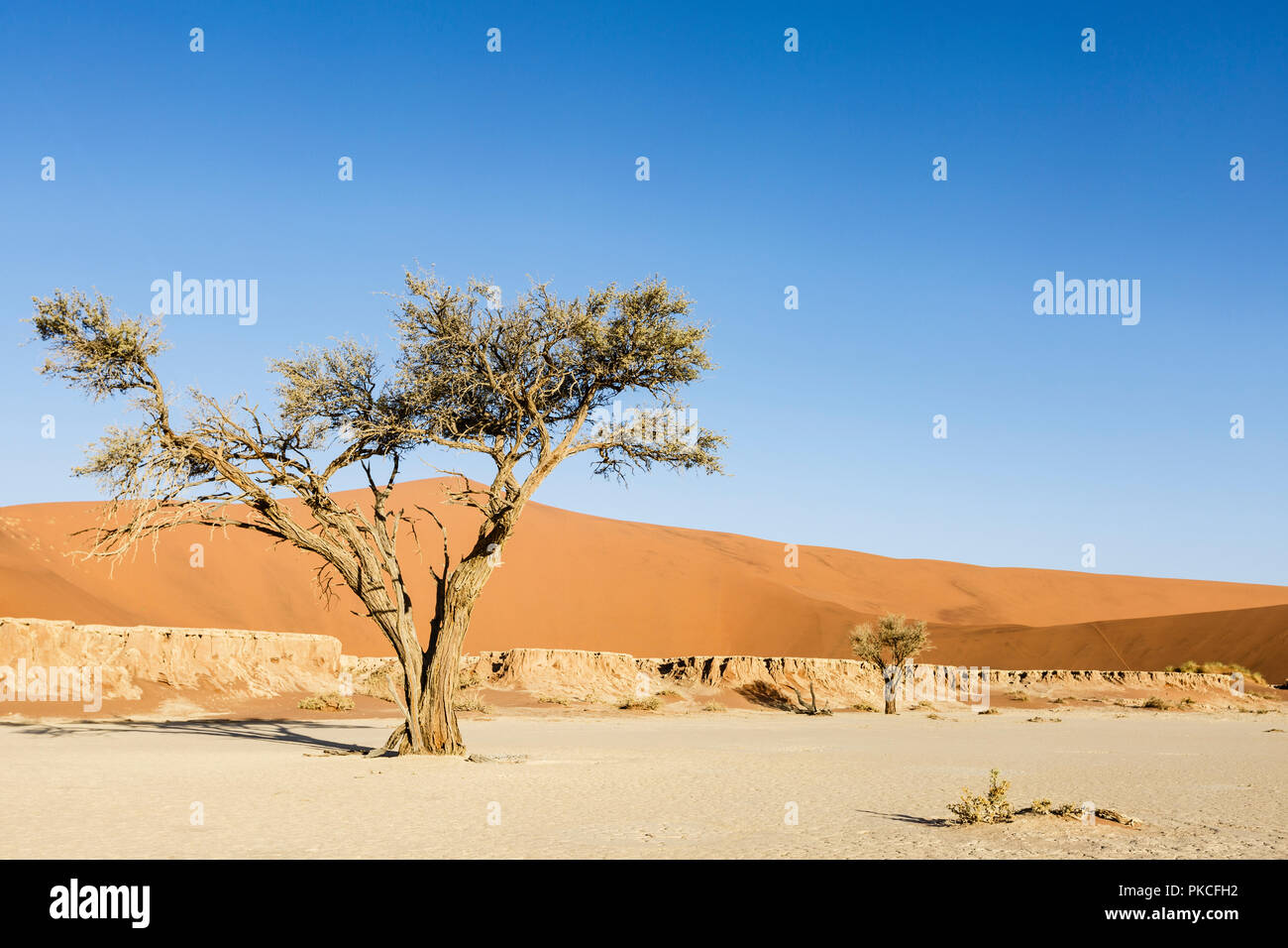 Acacia dans Deadvlei, Sossusvlei, Namibie Banque D'Images