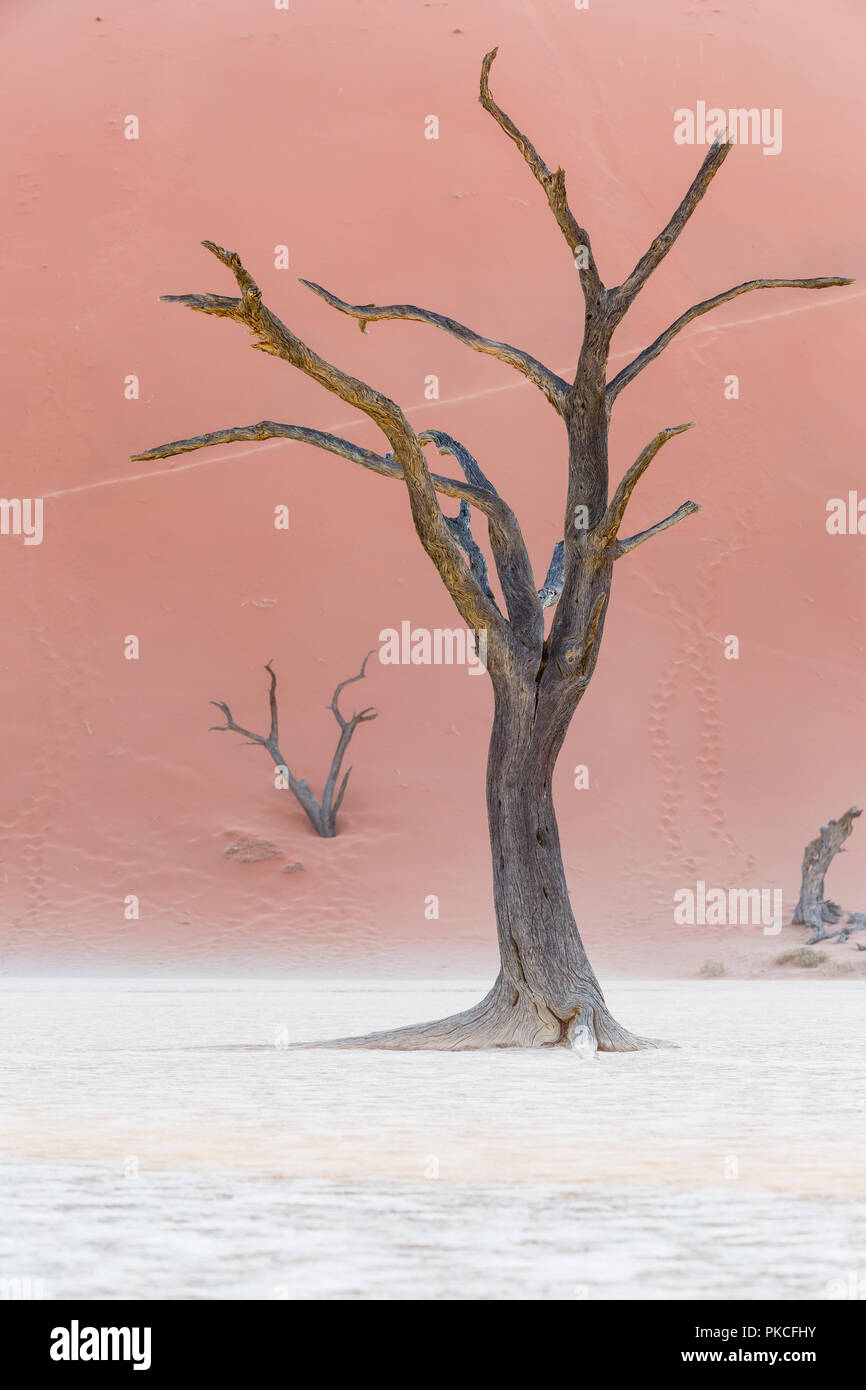 Arbres morts dans Deadvlei, Sossusvlei, Namibie Banque D'Images