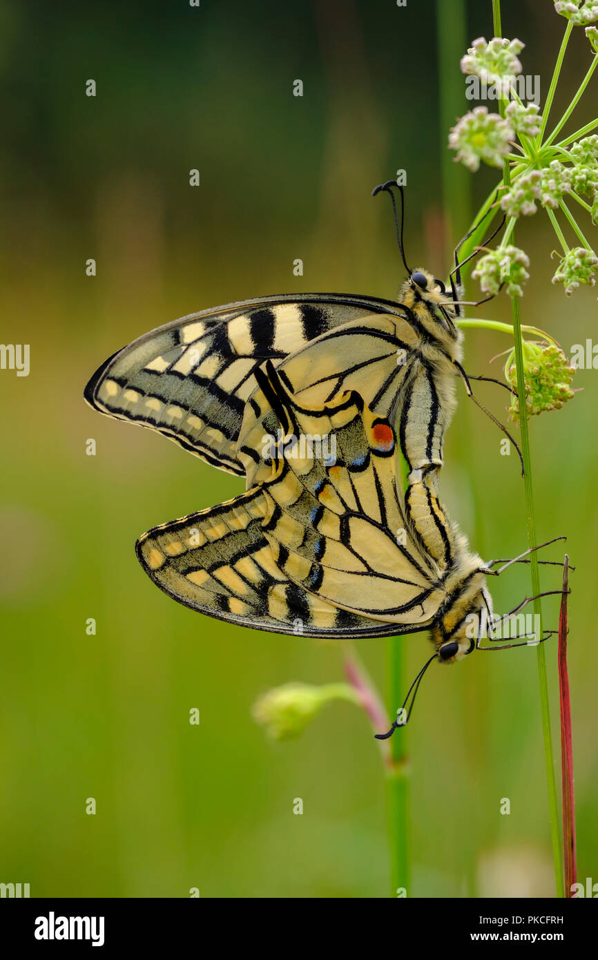 Papilio machaon) au cours de l'accouplement, Königsbrunner Heide, Augsburg, souabe, Bavière, Allemagne Banque D'Images Papilio machaon) au cours de l'accouplement, Königsbrunner Heide, Augsburg, souabe, Bavière, Allemagne Banque D'Images