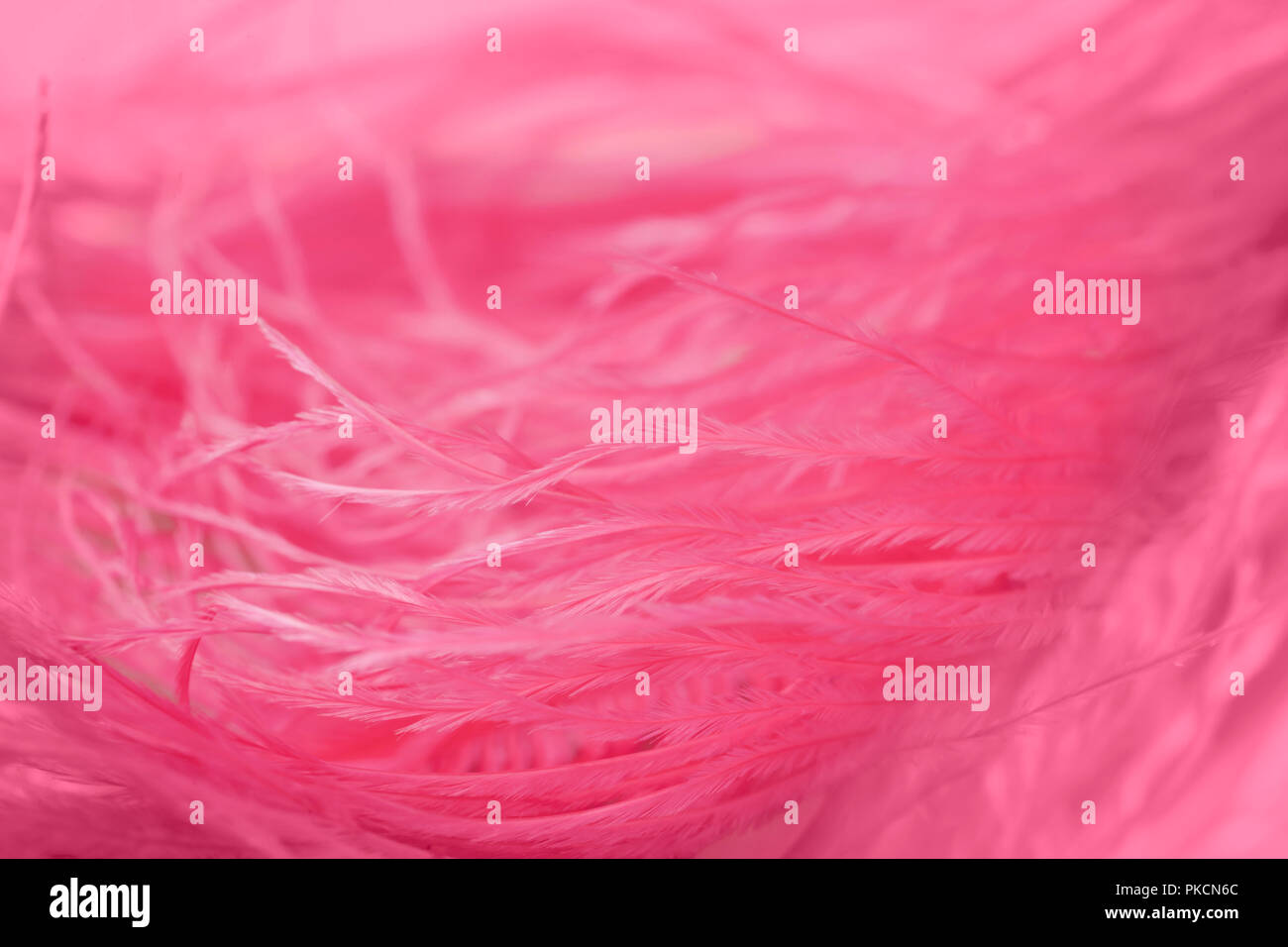 Close up de plumes d'autruche pour le fond Banque D'Images