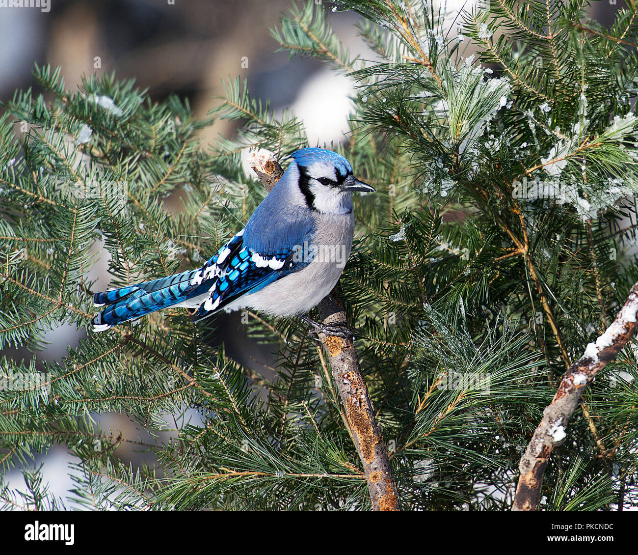 Oiseau Geai bleu dans la saison d'hiver perché avec affichage d'arrière-plan les aiguilles de l'épinette, plumage bleu plumes ailes, queue, yeux, bec dans son environnement. Banque D'Images