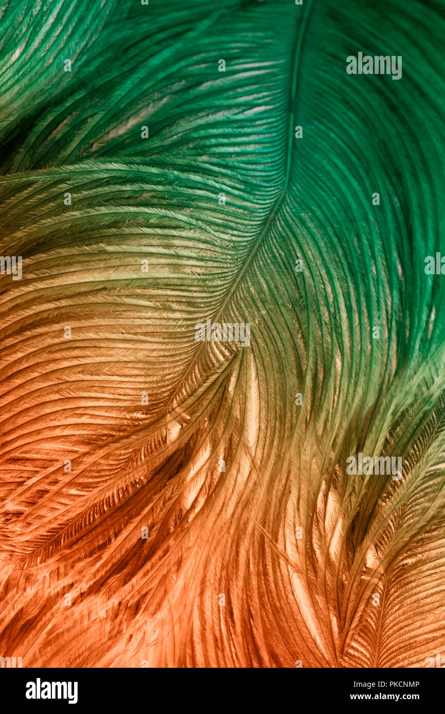 Close up de plumes d'autruche pour le fond Banque D'Images
