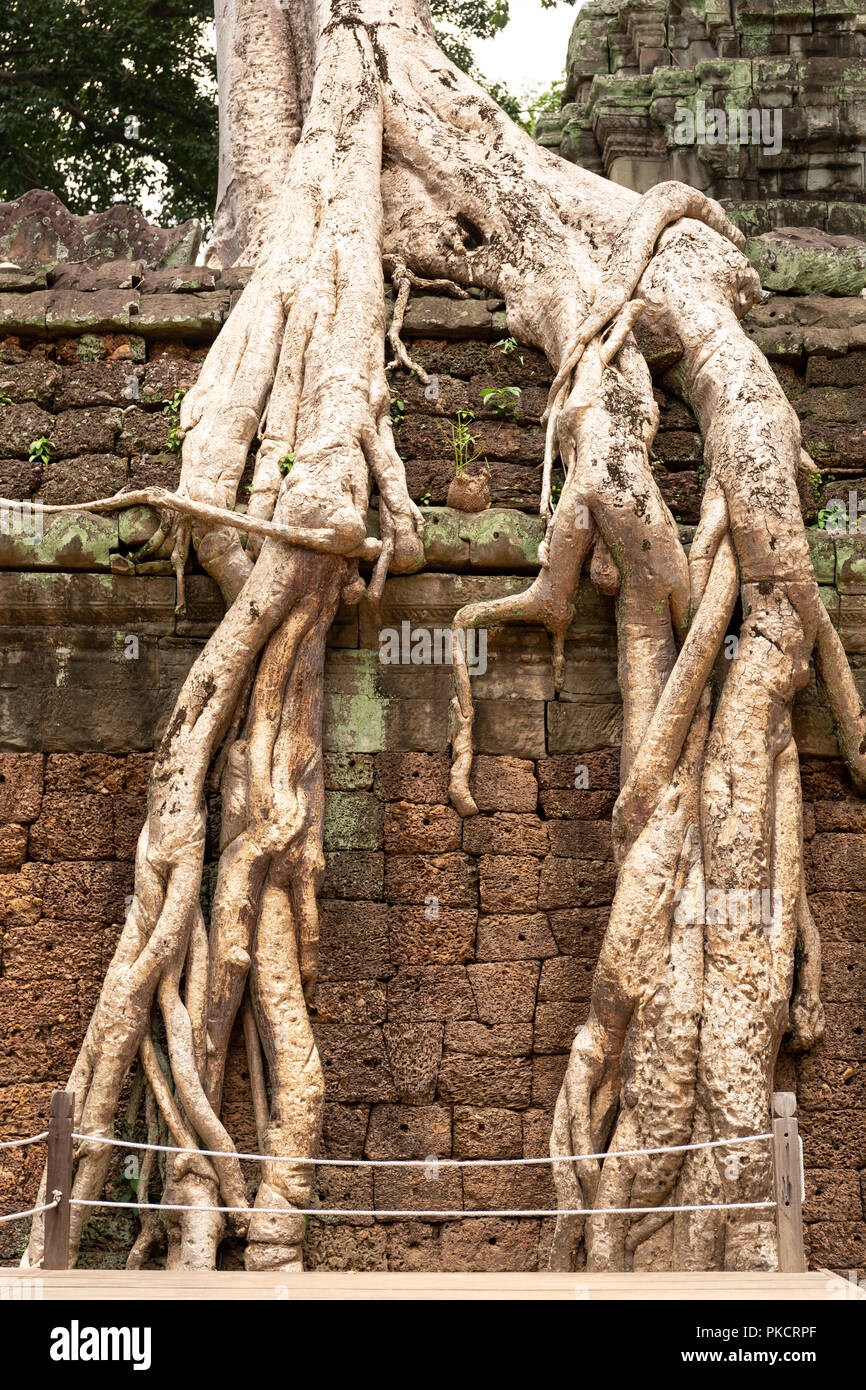 Racines de l'arbre géant couvrant Ta Prom temple à Siem Reap, Cambodge. Banque D'Images