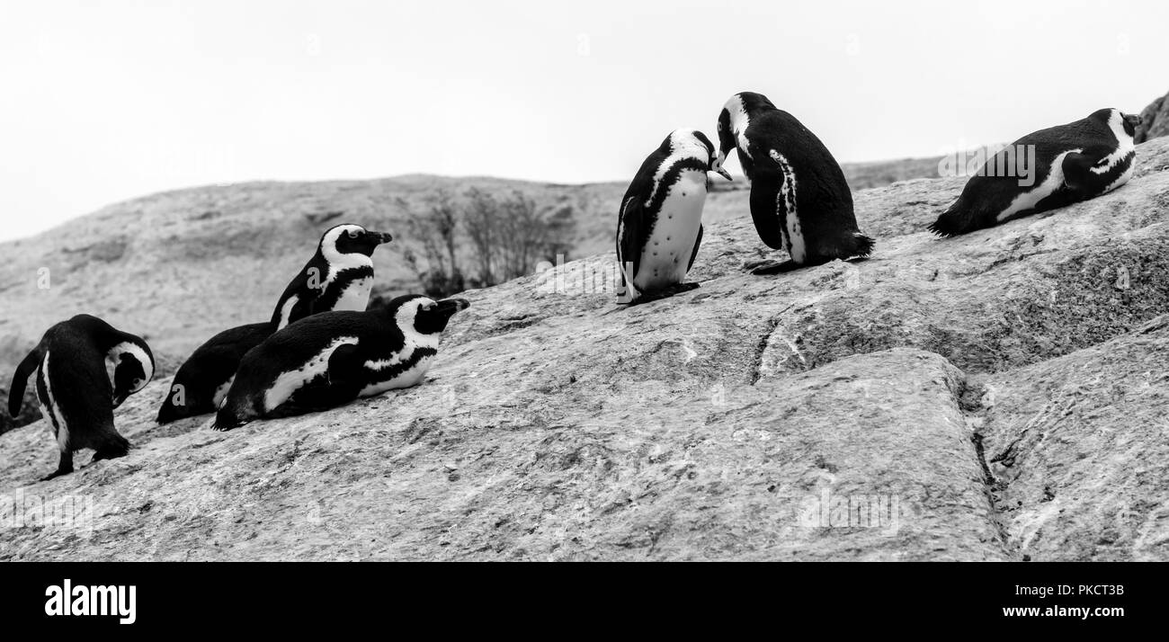 Groupe de panorama monochrome de pingouins africains en interaction les uns avec les autres sur les rochers à Boulders Beach à Cape Town, Afrique du Sud. Banque D'Images