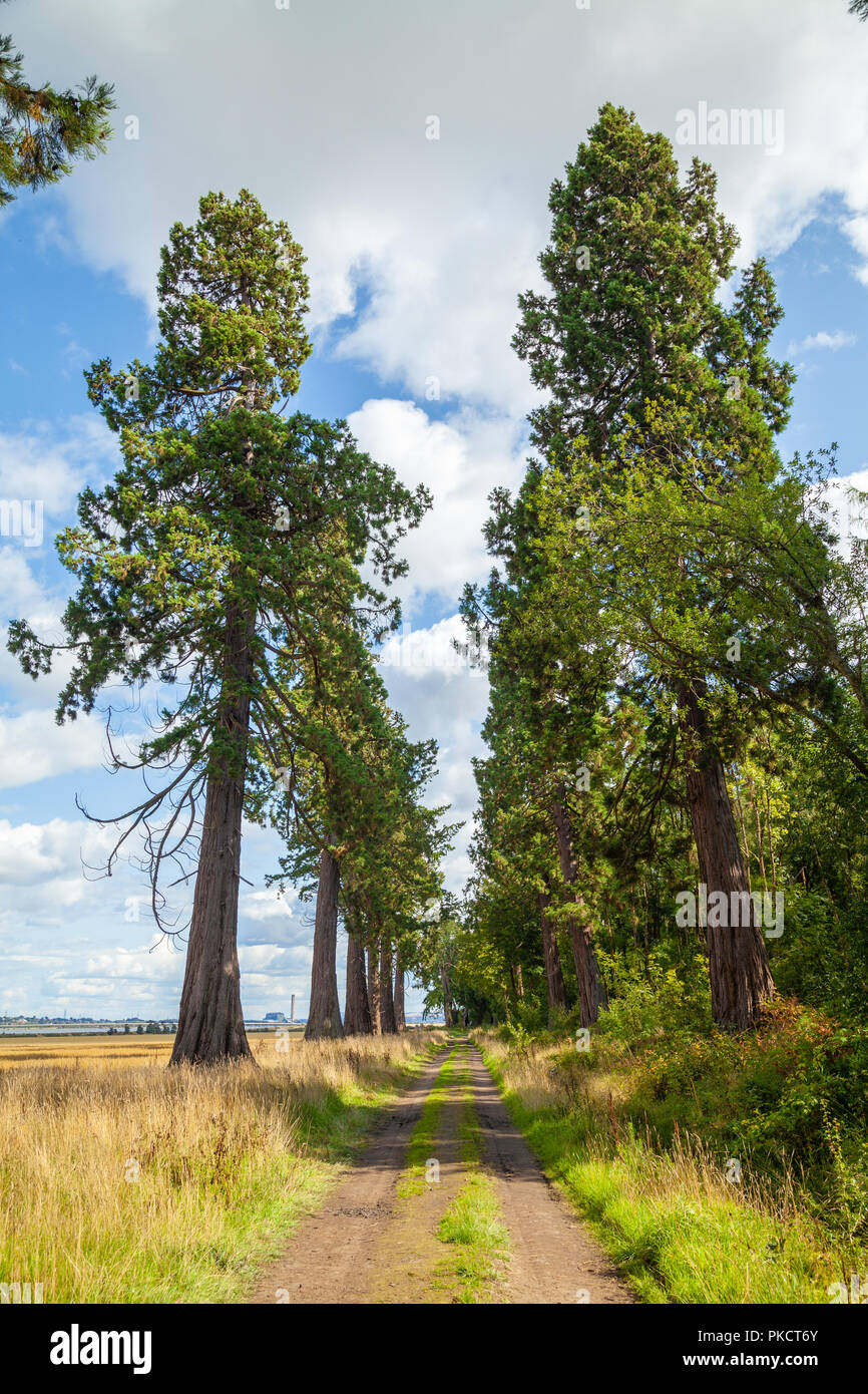 Une allée de séquoias géants près de Dunmore Village Airth en Écosse. Banque D'Images