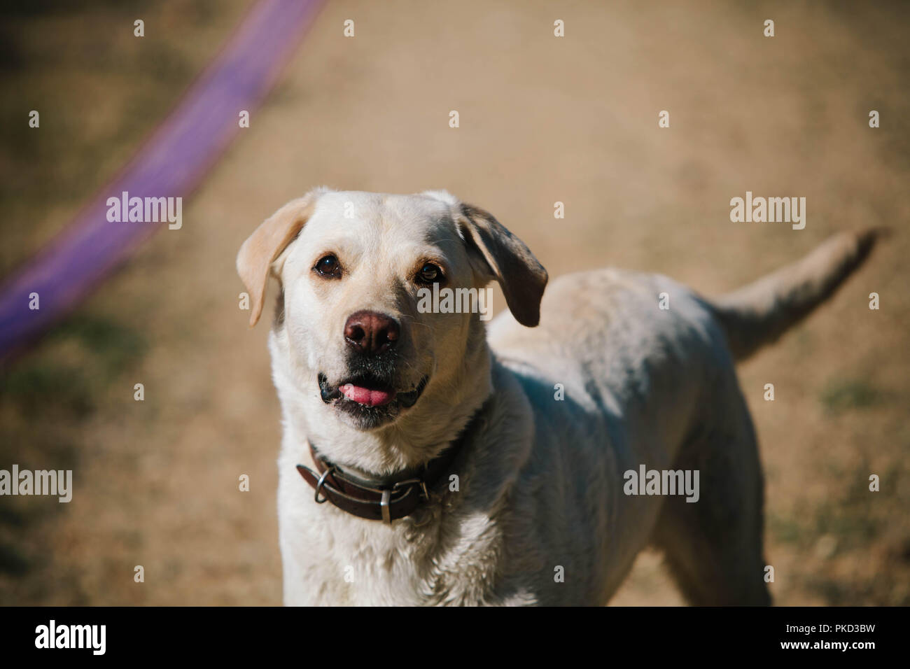 Un chien labrador jaune en attente d'une boule pour être jeté à jouer fetch. Banque D'Images