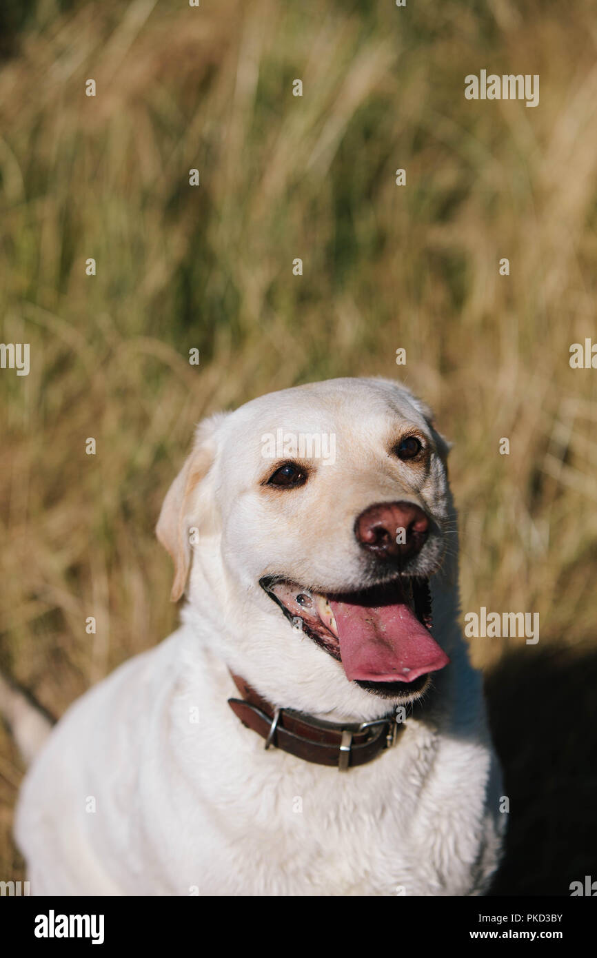 Un Labrador jaune chien assis dans un champ avec sa langue une fois dehors au soleil. Banque D'Images