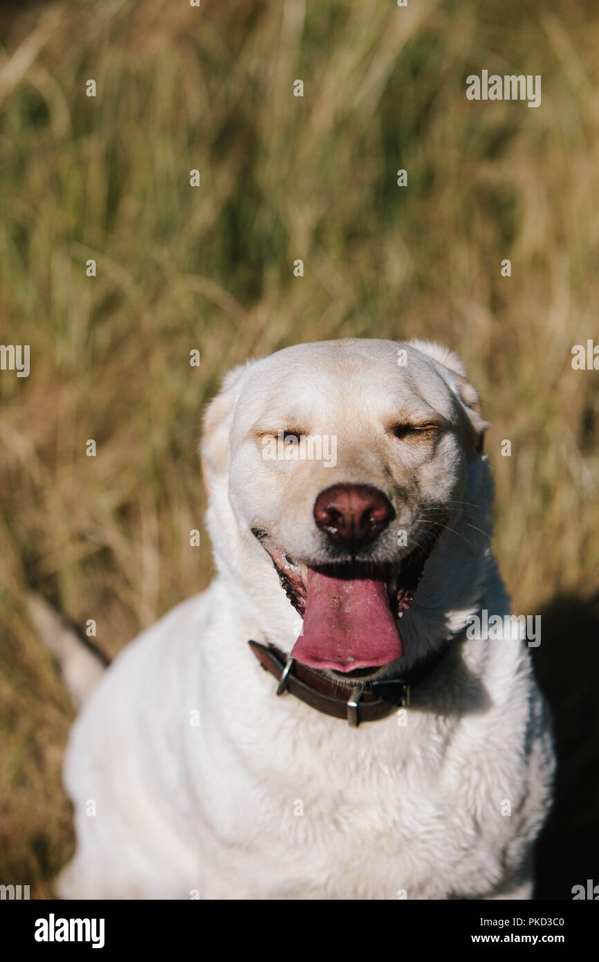 Un heureux chien labrador jaune avec les yeux fermés et langue, assis dans un champ au soleil. Banque D'Images