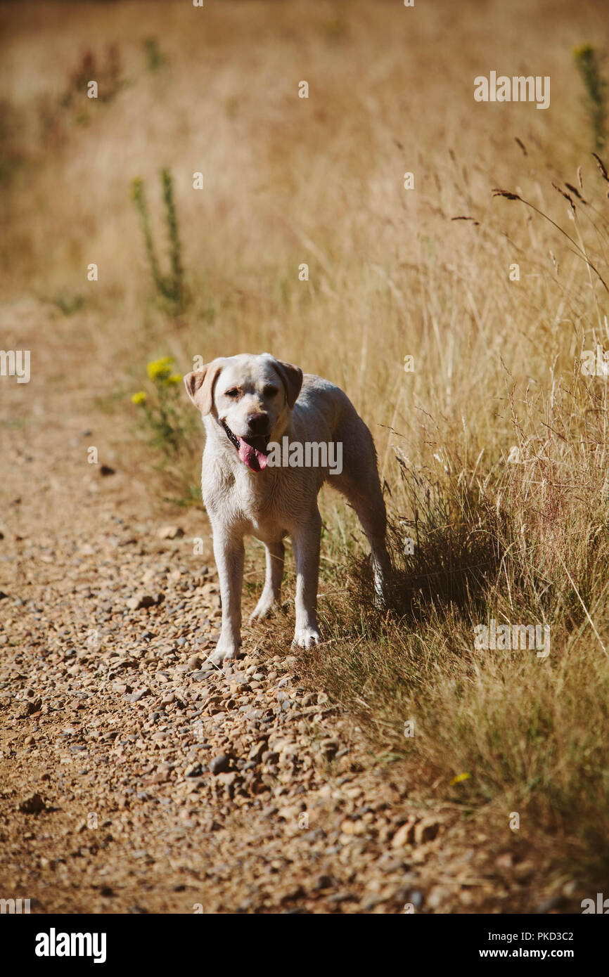 Un jeune chien labrador jaune debout dans un champ d'or dans l'été. Banque D'Images