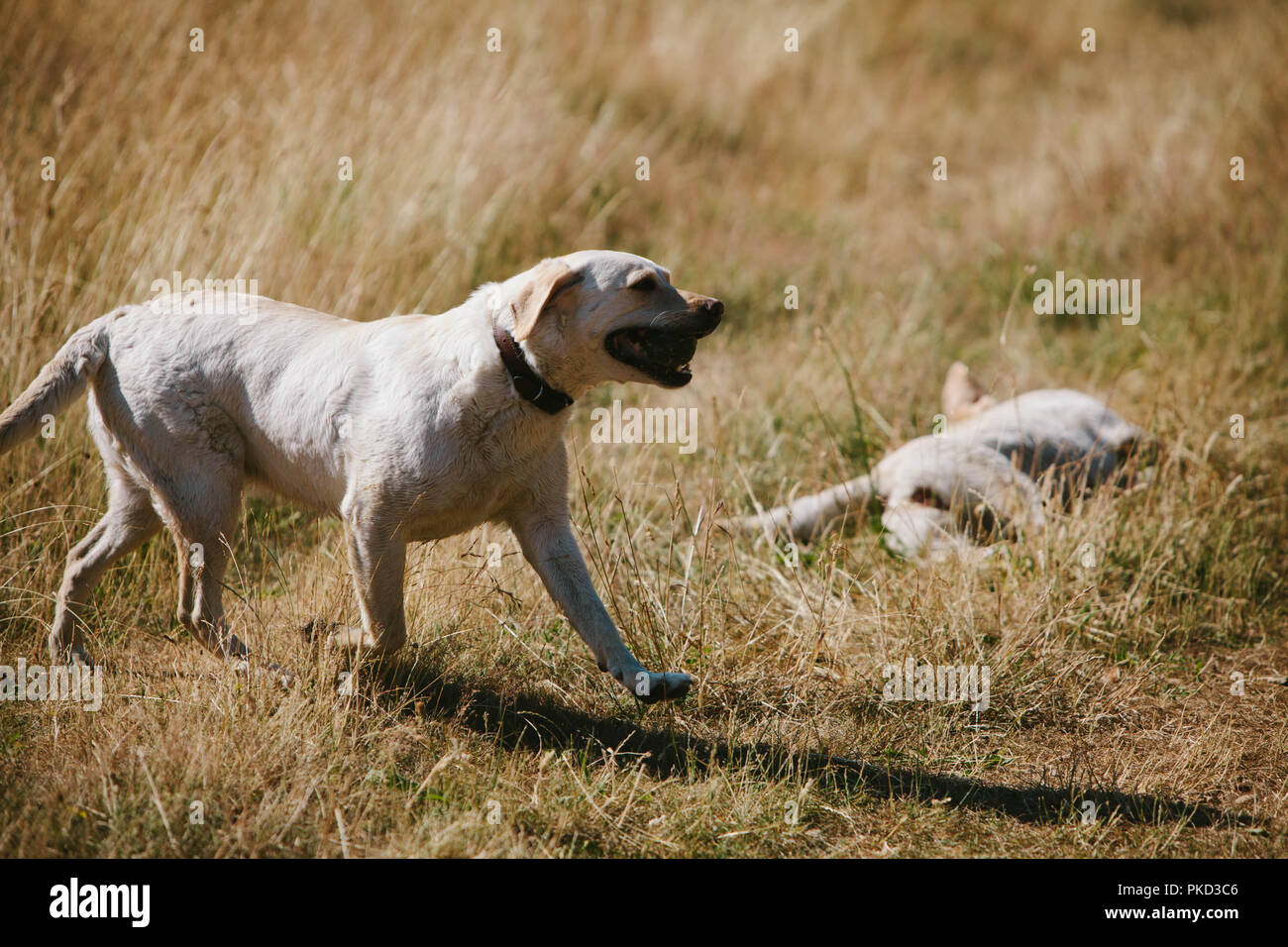 Deux golden labrador chiens qui courent, et couché dans un champ lors d'une promenade à pied. Banque D'Images